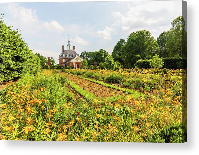 Colonial Williamsburg Acrylic Print featuring the photograph Daylilies in the Spring at the Governor's Palace by Rachel Morrison