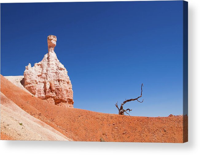 America Acrylic Print featuring the photograph Dead tree and hoodoo in Bryce Canyon National Park by Jean-Luc Farges