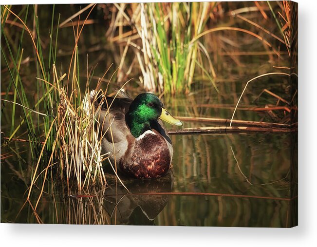 Arboretum Acrylic Print featuring the photograph Deep In Thought by Rick Furmanek
