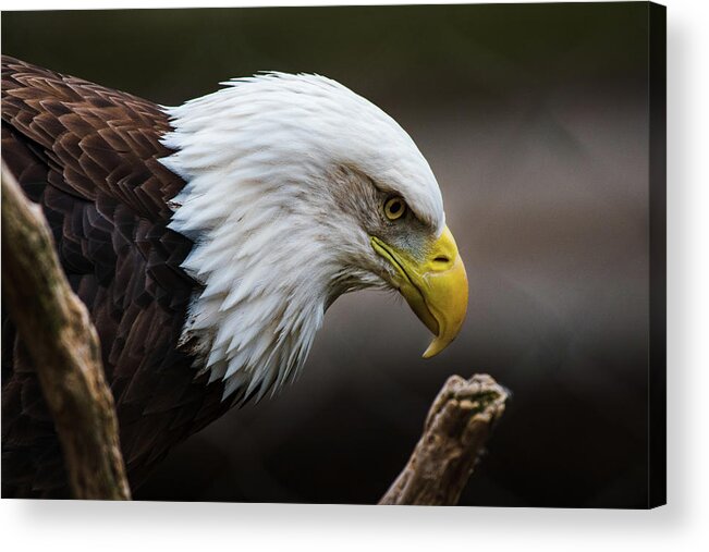 Bald Eagle Acrylic Print featuring the photograph Deep in Thought by Rose Guinther