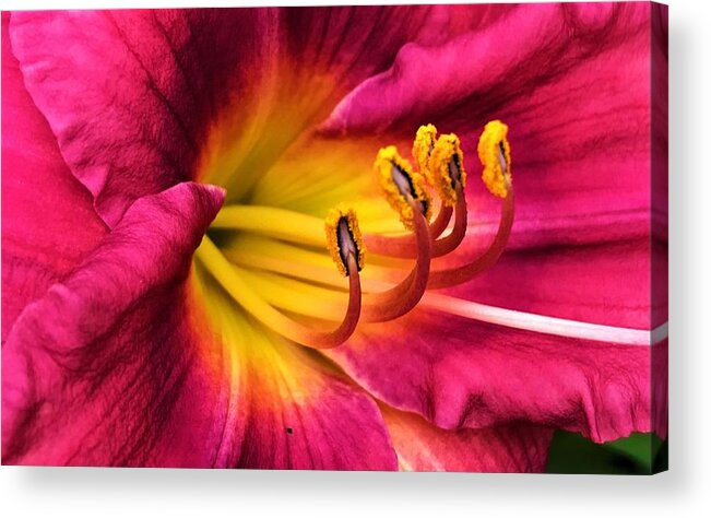 Flora Acrylic Print featuring the photograph Deep Pink Daylily by Bruce Bley