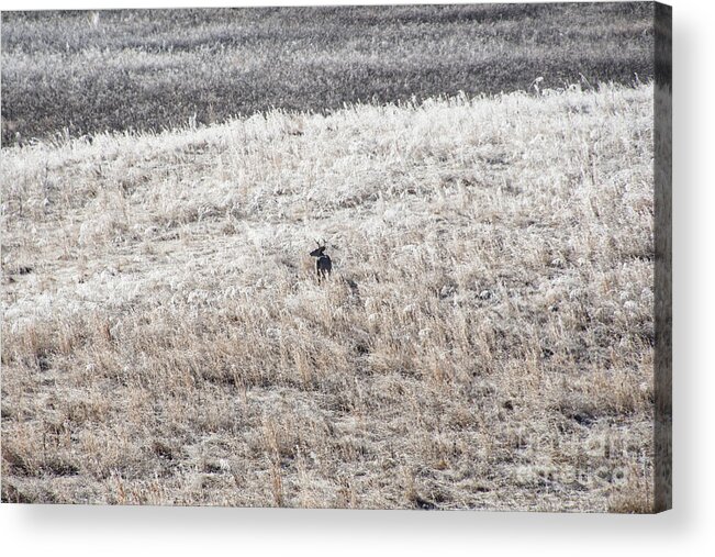Deer Acrylic Print featuring the photograph Deer At Cades Cove by Phil Perkins