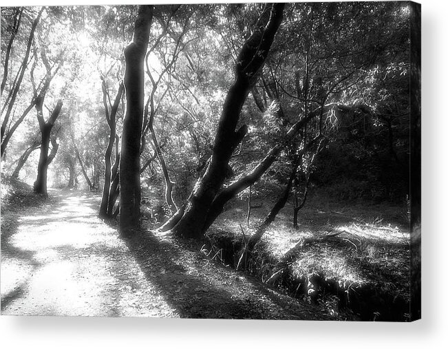 Country Road Acrylic Print featuring the photograph Deer Park Fire Road, Fairfax CA by John Parulis