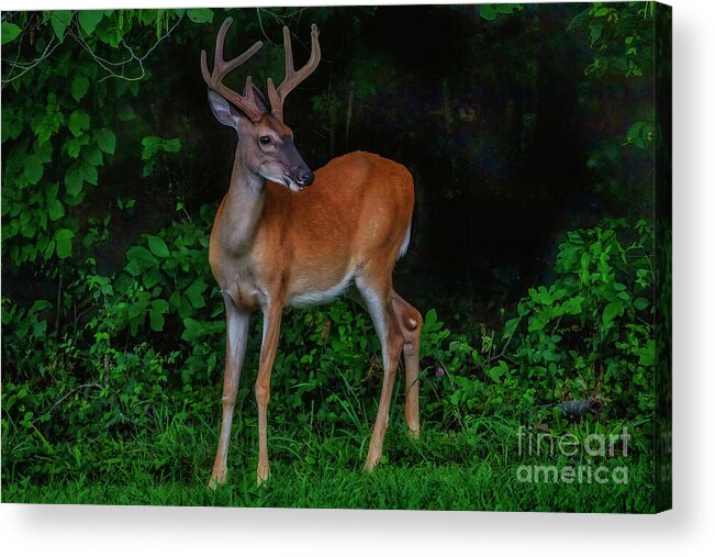 Deer Acrylic Print featuring the photograph Deer Sighting by Shelia Hunt