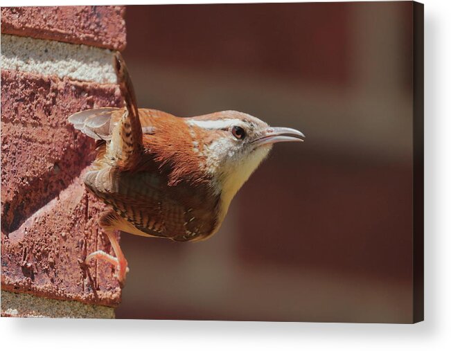 Defiant Acrylic Print featuring the photograph Defiant Wren 2496 by John Moyer