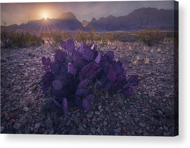 Chisos Mountains Acrylic Print featuring the photograph Desert Dweller by Slow Fuse Photography