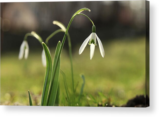 Misty Acrylic Print featuring the photograph Detail on Galanthus in morning times after long winter days. First spring flower on the garden. Galanthus nivalis grow up with amazing white bloom. Wonderful show. Concept of spring flowers by Vaclav Sonnek