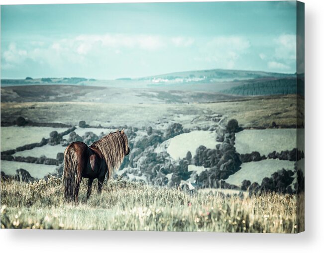 Photographs Acrylic Print featuring the photograph Devin - Horse Art by Lisa Saint