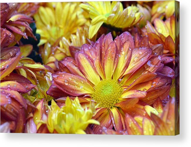 Daisy Acrylic Print featuring the photograph Dewy Pink and Yellow Daisies 1 by Amy Fose