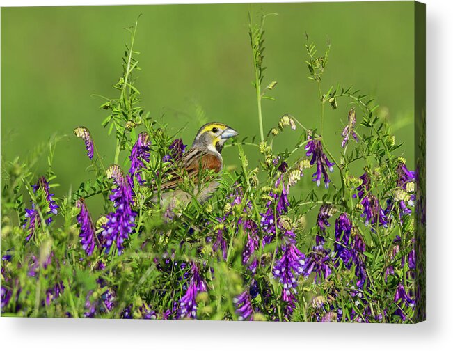 Birds Acrylic Print featuring the photograph Dickcissel - 8256 by Jerry Owens