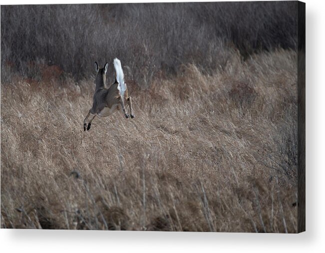 Whitetail Deer Acrylic Print featuring the photograph Doe flying high by Dan Friend