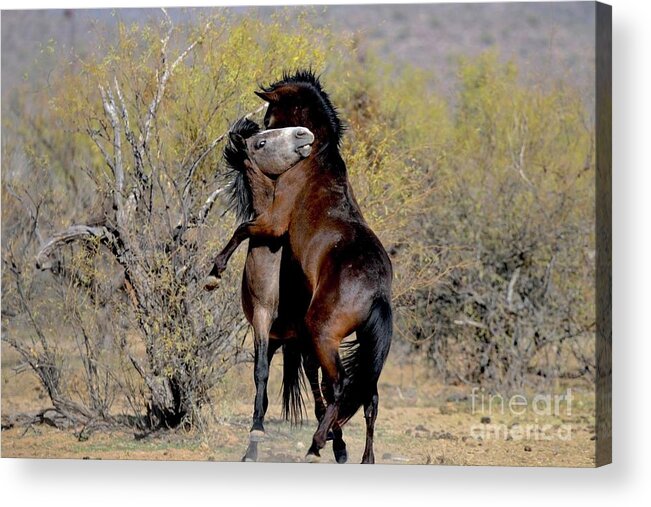 Salt River Wild Horses Acrylic Print featuring the digital art Does Somebody Need A Hug by Tammy Keyes