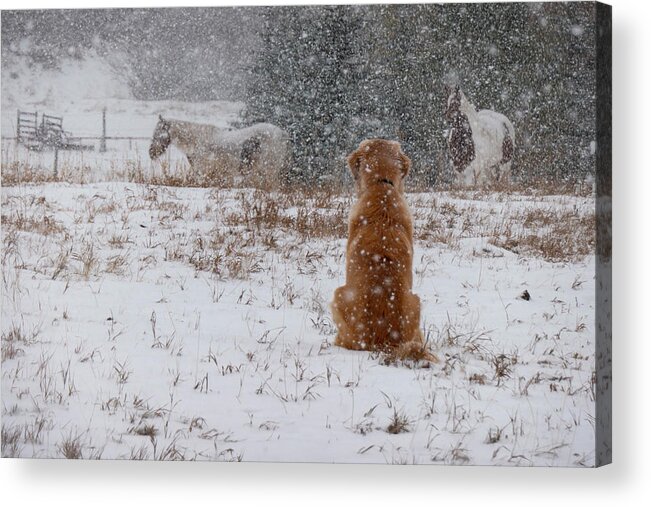 Snow Acrylic Print featuring the photograph Dog And Horses In The Snow by Karen Rispin