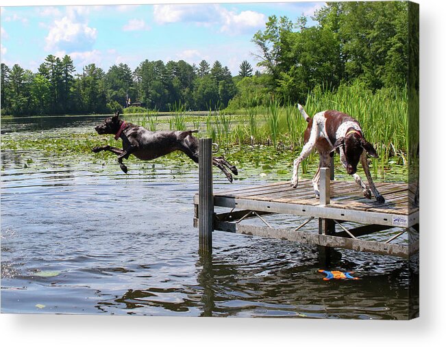 German Shorthaired Pointer Acrylic Print featuring the photograph Dog Days of Summer Fun by Brook Burling