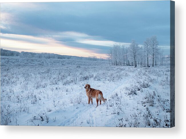 Dog Acrylic Print featuring the photograph Dog in an Alberta winter pasture by Karen Rispin