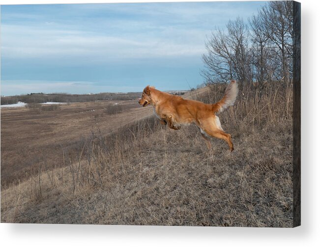 Leap Acrylic Print featuring the photograph Dog Leaping Down A Hill by Karen Rispin