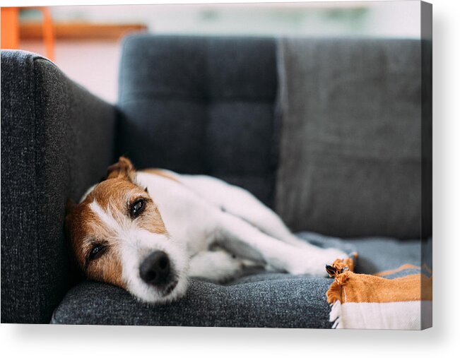 Animal Themes Acrylic Print featuring the photograph Dog lying on sofa at home, looking ill and sad by Photographer, Basak Gurbuz Derman