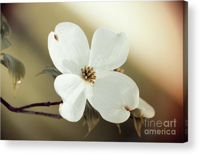 Dogwood; Dogwood Blossom; Blossom; Flower; Vintage; Macro; Close Up; Petals; Green; White; Calm; Horizontal; Leaves; Tree; Branches Acrylic Print featuring the photograph Dogwood in Autumn Hues by Tina Uihlein