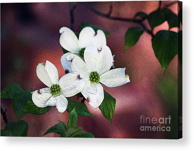 Dogwood; Flower; Blossom; White Flower; Tree; Raindrops; Rain; Water; Red; White; Green; Horizontal; Botanical; Nature; Acrylic Print featuring the digital art Dogwood in Red by Tina Uihlein