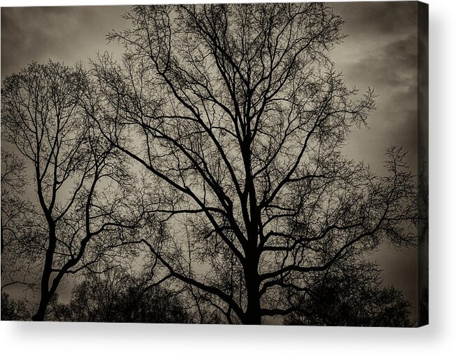 Trees Acrylic Print featuring the photograph Donoghue Family Portrait by Robert Ullmann