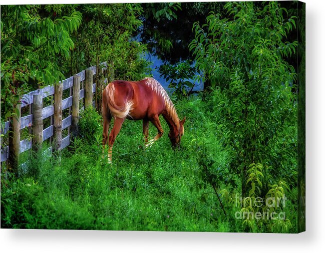 Horse Acrylic Print featuring the photograph Don't fence me in... by Shelia Hunt