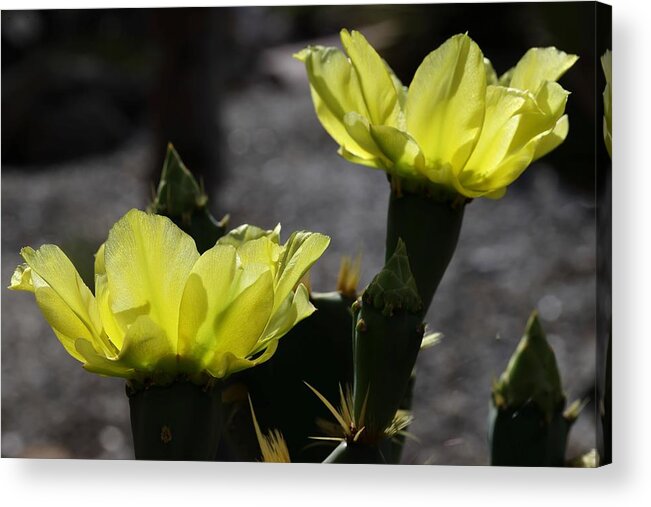 Cactus Acrylic Print featuring the photograph Double Cactus Flowers by Mingming Jiang