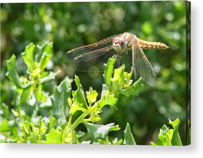 Photograph Dragonfly Thirds Green Acrylic Print featuring the photograph Dragonfly by Beverly Read