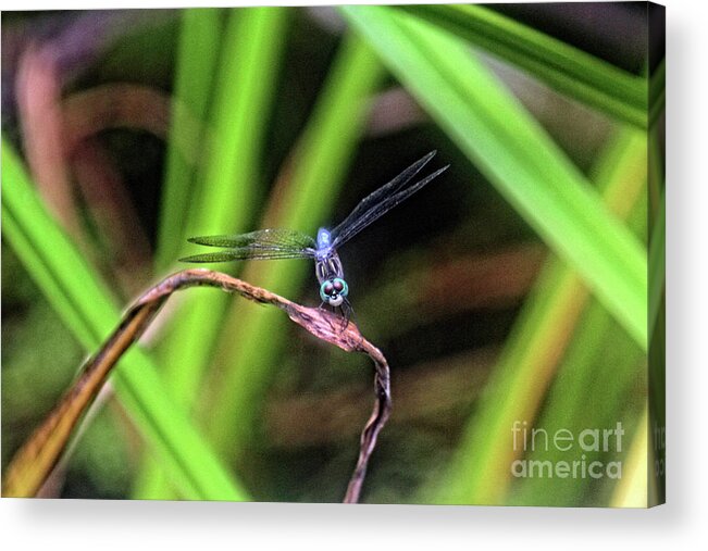 Dragonfly Acrylic Print featuring the photograph Dragonfly in Central Park #34 by Patricia Youngquist