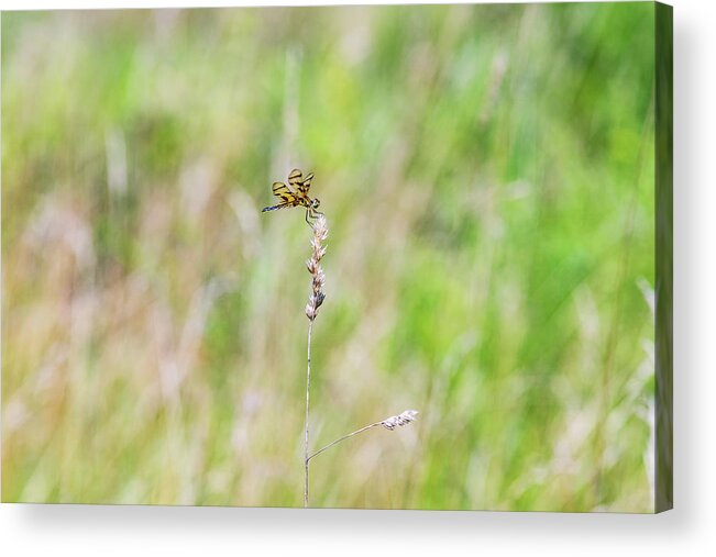 Nature Acrylic Print featuring the photograph Dragonfly in the Field by Amelia Pearn