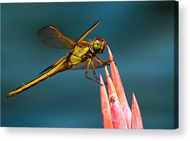 Dragonfly Acrylic Print featuring the photograph Dragonfly Resting by Bill Barber