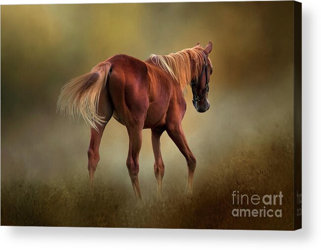 Horse Acrylic Print featuring the photograph Dream Horse by Shelia Hunt