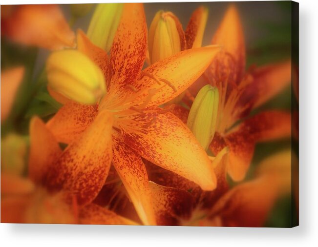 Lily Acrylic Print featuring the photograph Dreamy Orange Sensation Lily by Angie Tirado