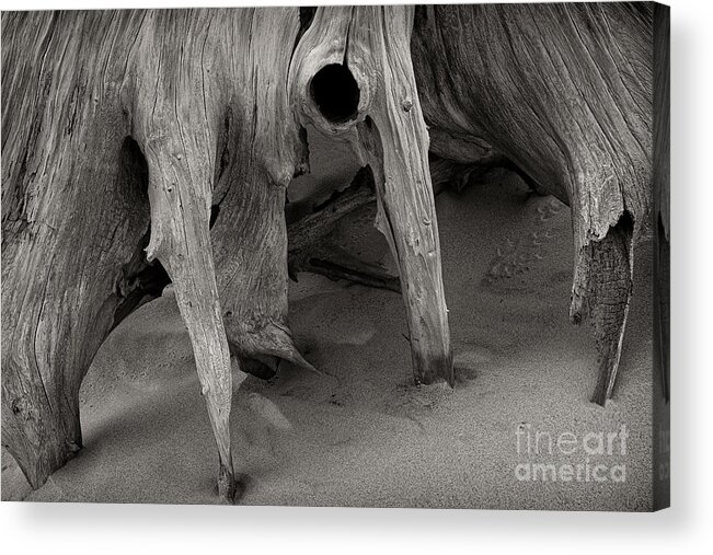 Great Lakes Acrylic Print featuring the photograph Driftwood Wall Art - The Dune Dancer SL10376 by Mark Graf