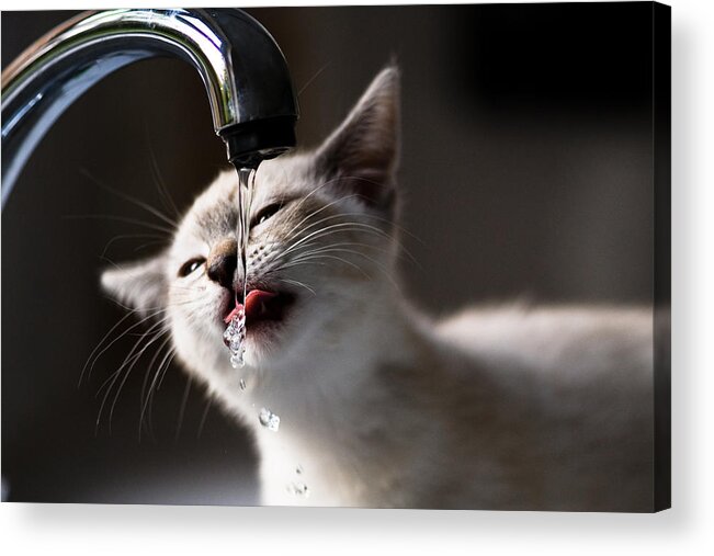 Pets Acrylic Print featuring the photograph Drink by Bobiko