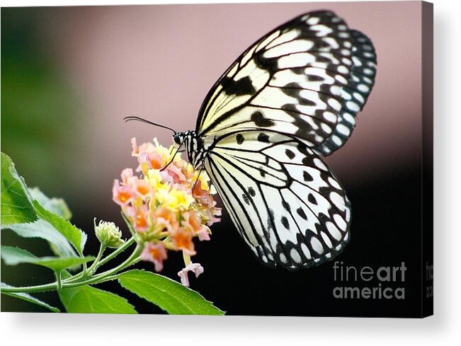 Butterfly Gardens Acrylic Print featuring the photograph Drink Up by Kimberly Furey