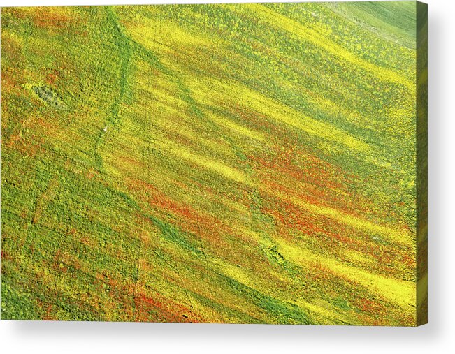Springtime Acrylic Print featuring the photograph Drone aerial field with yellow blooming and red flowers. Spring landscape background by Michalakis Ppalis