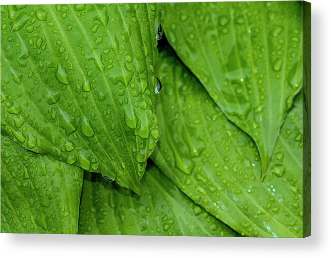 Raindrops Acrylic Print featuring the photograph Drops On Green by Cathy Kovarik