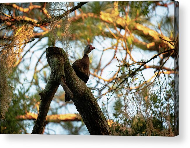 Black Bellied Whistling Duck Acrylic Print featuring the photograph Duck In A Tree by Mireyah Wolfe