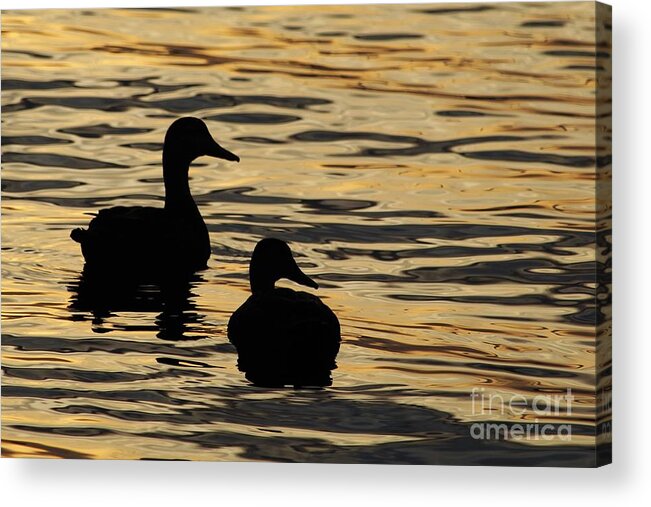 Ducks Acrylic Print featuring the photograph Ducks at Sunset by Joanne Carey