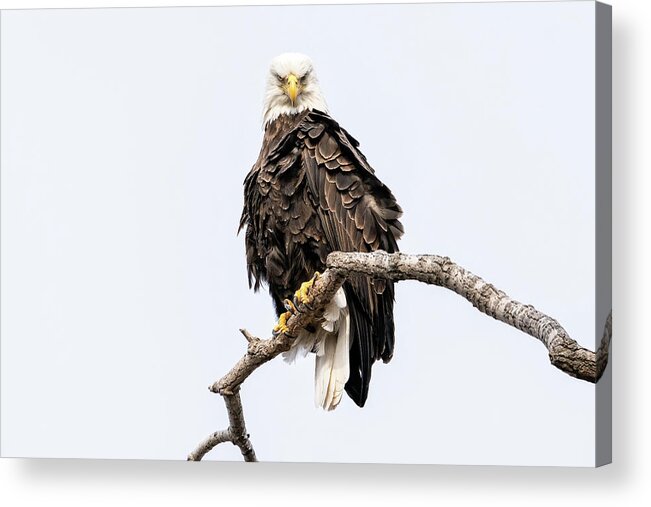 Bald Eagle Acrylic Print featuring the photograph Duel by James Overesch