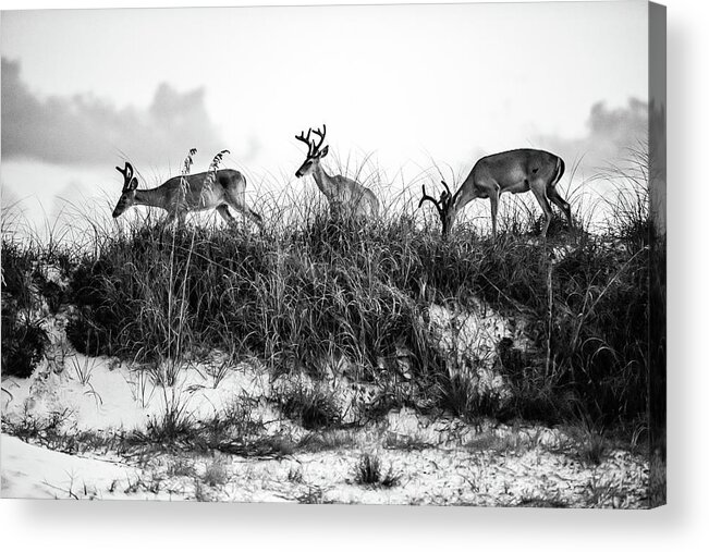 Dunes Acrylic Print featuring the photograph Dune Deer in black and white by Kurt Lischka
