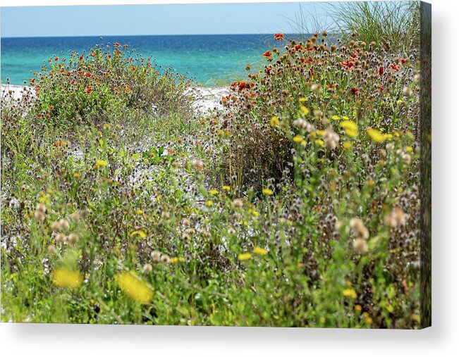Sowal Acrylic Print featuring the photograph Dunetop Beach Wildflowers by Kurt Lischka