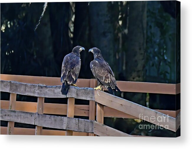 Bald Eagles Acrylic Print featuring the photograph E19 and E20 mirror mirror by Liz Grindstaff