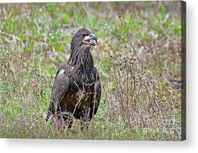 Bald Eagles Acrylic Print featuring the photograph E19 fledging adventure by Liz Grindstaff