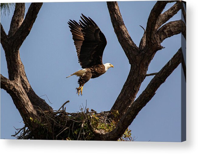 Nest Acrylic Print featuring the photograph Eagle 2020-12 by Les Greenwood