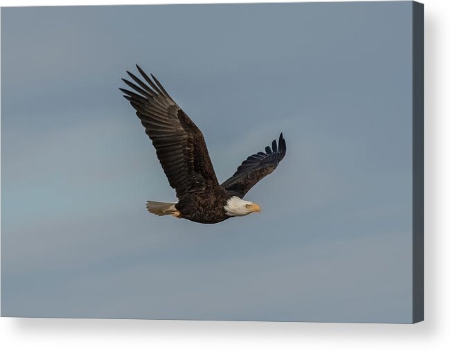 Eagle Acrylic Print featuring the photograph Eagle in Flight by Jerry Cahill