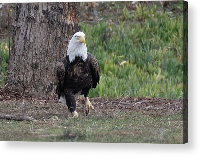 Wildlife Acrylic Print featuring the photograph Eagle Stroll by Laura Macky