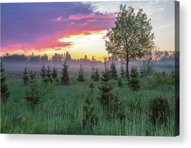 Early Acrylic Print featuring the photograph Early dawn at Bialowieza National Park by Dubi Roman