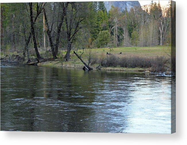Yosemite Acrylic Print featuring the photograph Early Evening Merced River by Eric Forster
