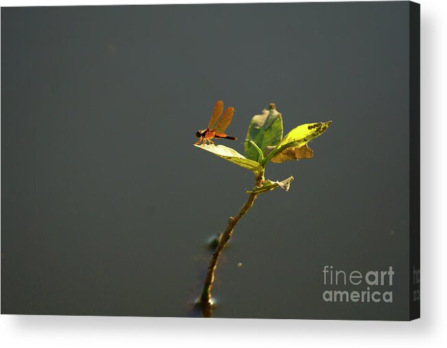 Eastern Amberwing Acrylic Print featuring the photograph Eastern Amberwing Dragonfly by Charline Xia